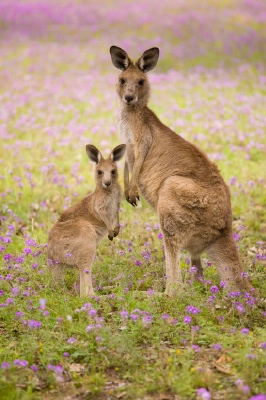 australian baby shower