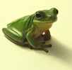 green frog sitting on cream background
