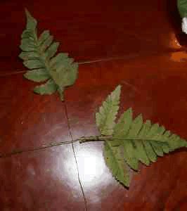 silk leaves for baby sock corsage