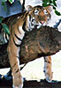 lazy tiger sleeping on a log